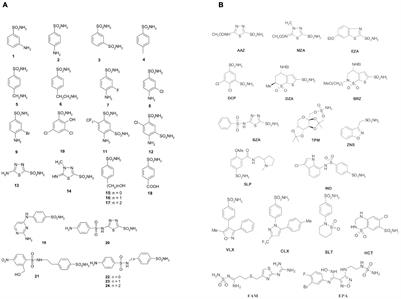 Carbonic Anhydrases: New Perspectives on Protein Functional Role and Inhibition in Helicobacter pylori